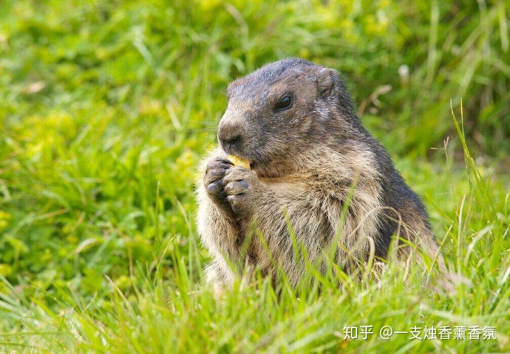 5种动物香料98的香水中都有你知道几种