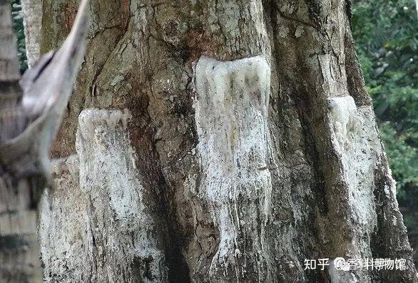 达玛脂与笃耨香，关于龙脑香科的简单介绍。 - 知乎