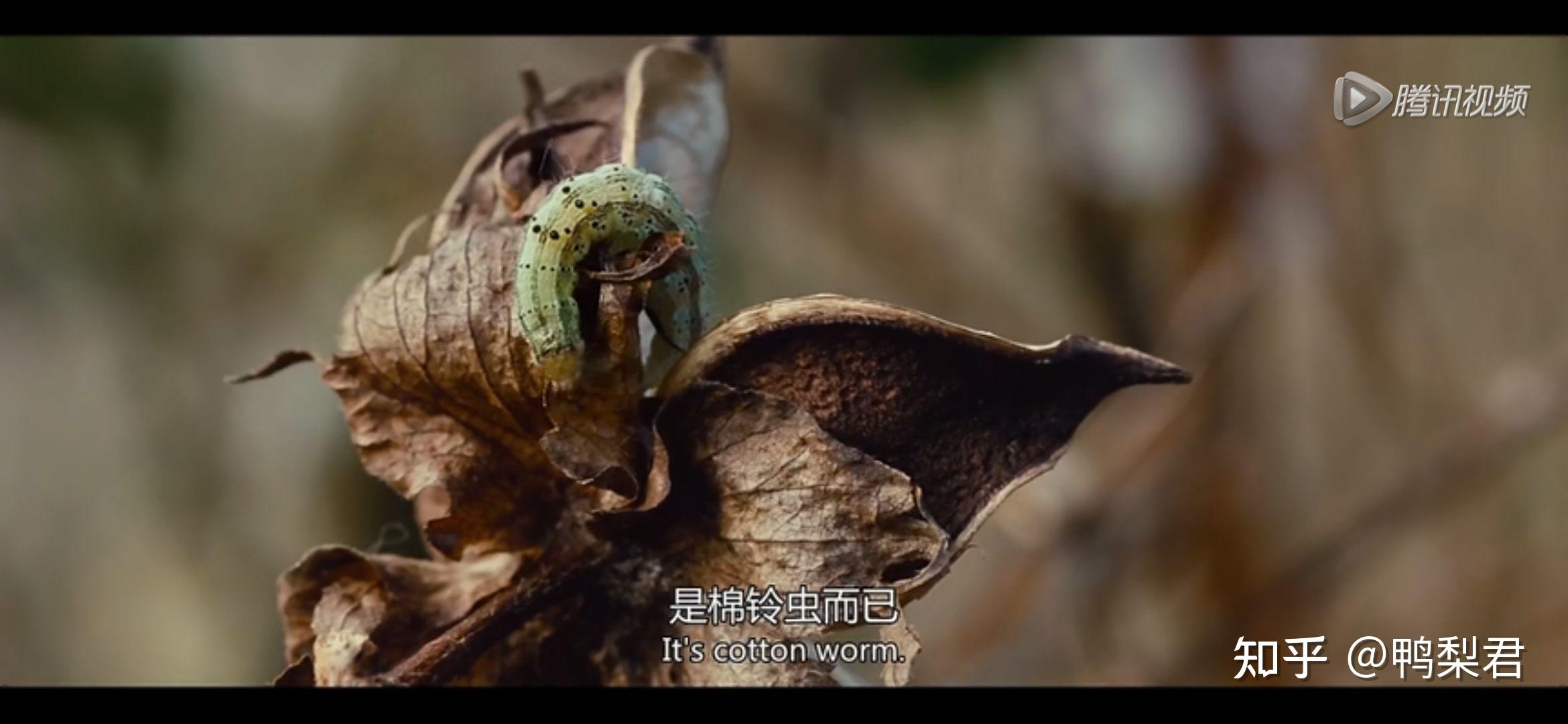 如何看待乌合麒麟讽刺bci的新作bloodcottoninitiative676767