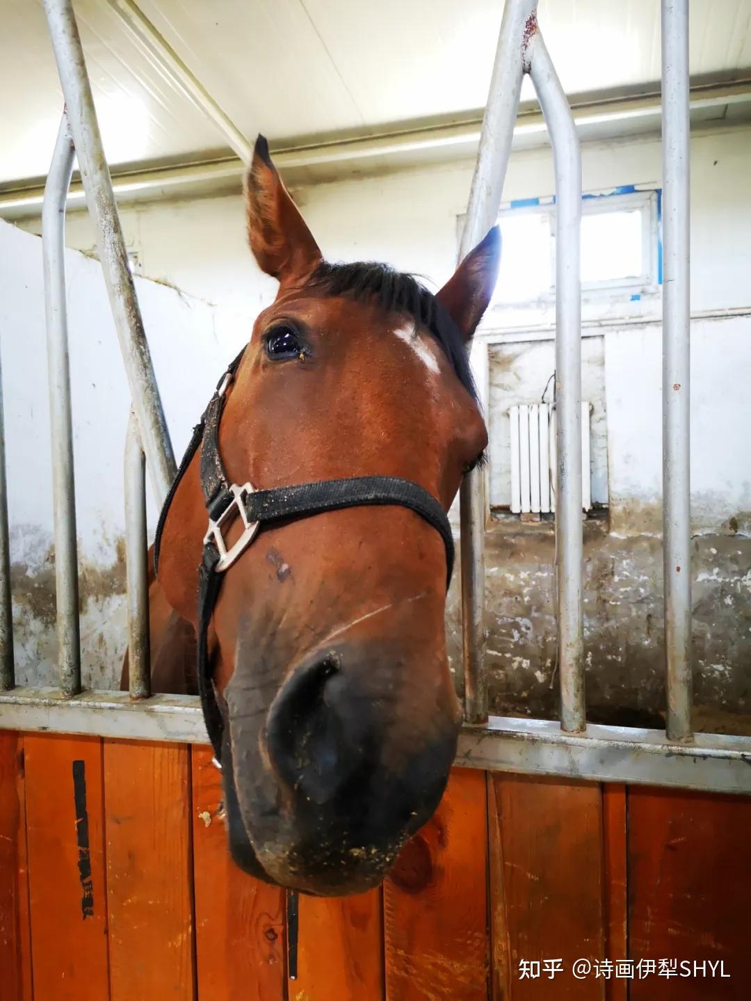 嫩叶为食,马的进化经历了始马,中马,原马,上新马和真马等主要发展阶段