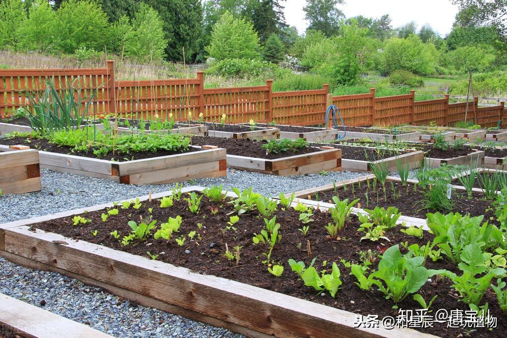 一年只要2000元,不买别墅也能享受田园生活——租菜园 - 知乎