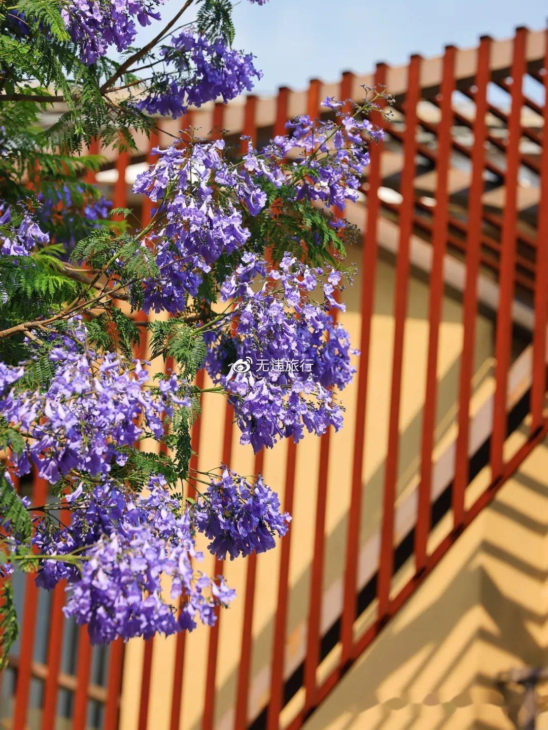 大理初夏之美:"蓝花楹"风景这边独好! - 知乎