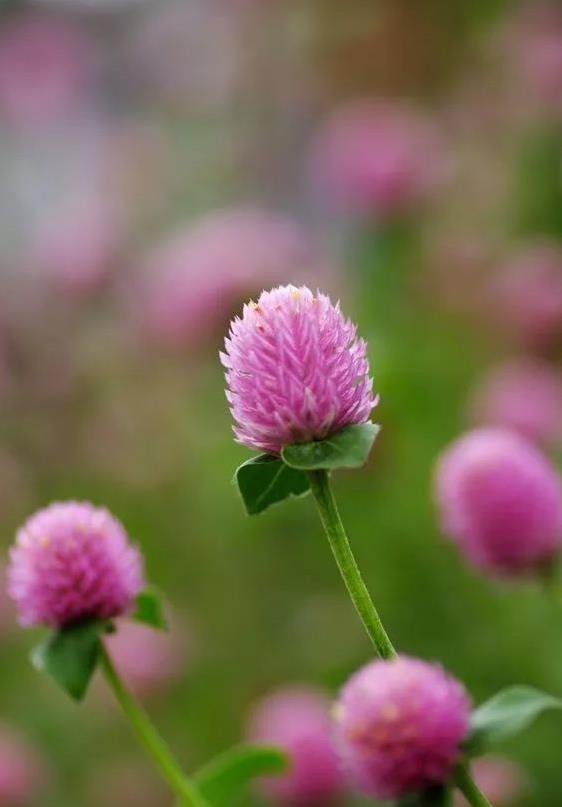 谁说花无百日红 我偏要红火个千日 知乎