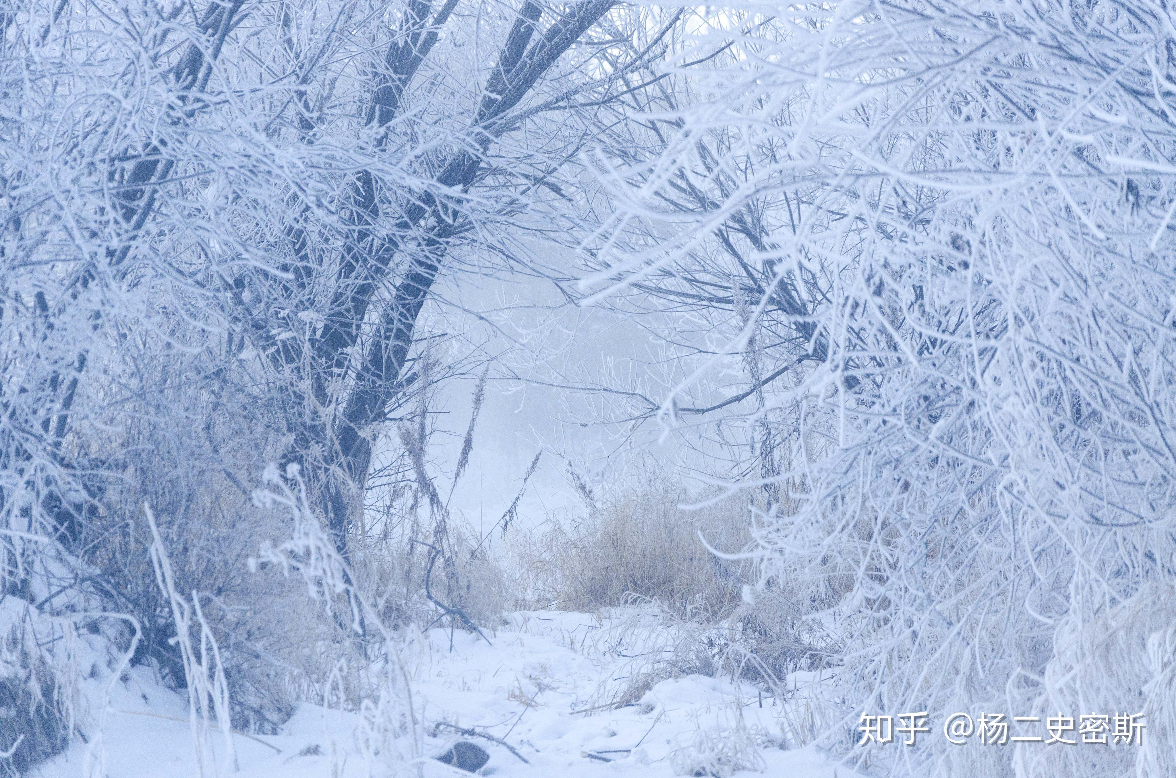影随光摄影作品 冬天的小树林