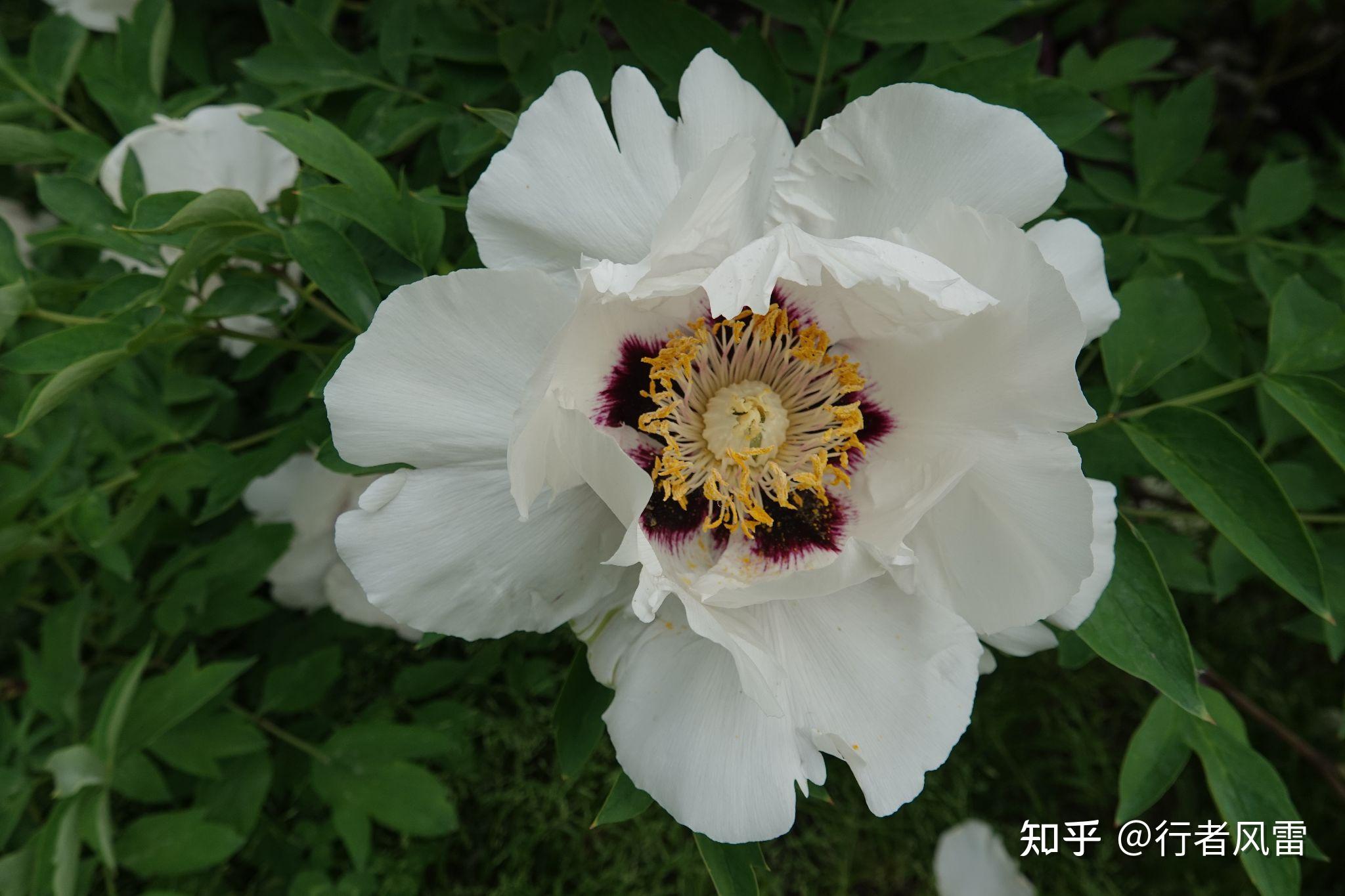 错峰赏牡丹东北花正艳