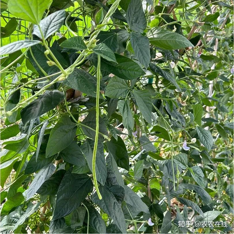 好吃好种四季豆豇豆优良品种推荐多环境种植详细教程