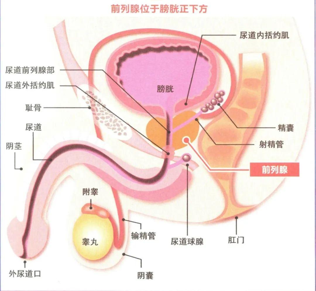 前列腺b超应该怎么看?教你看懂! 