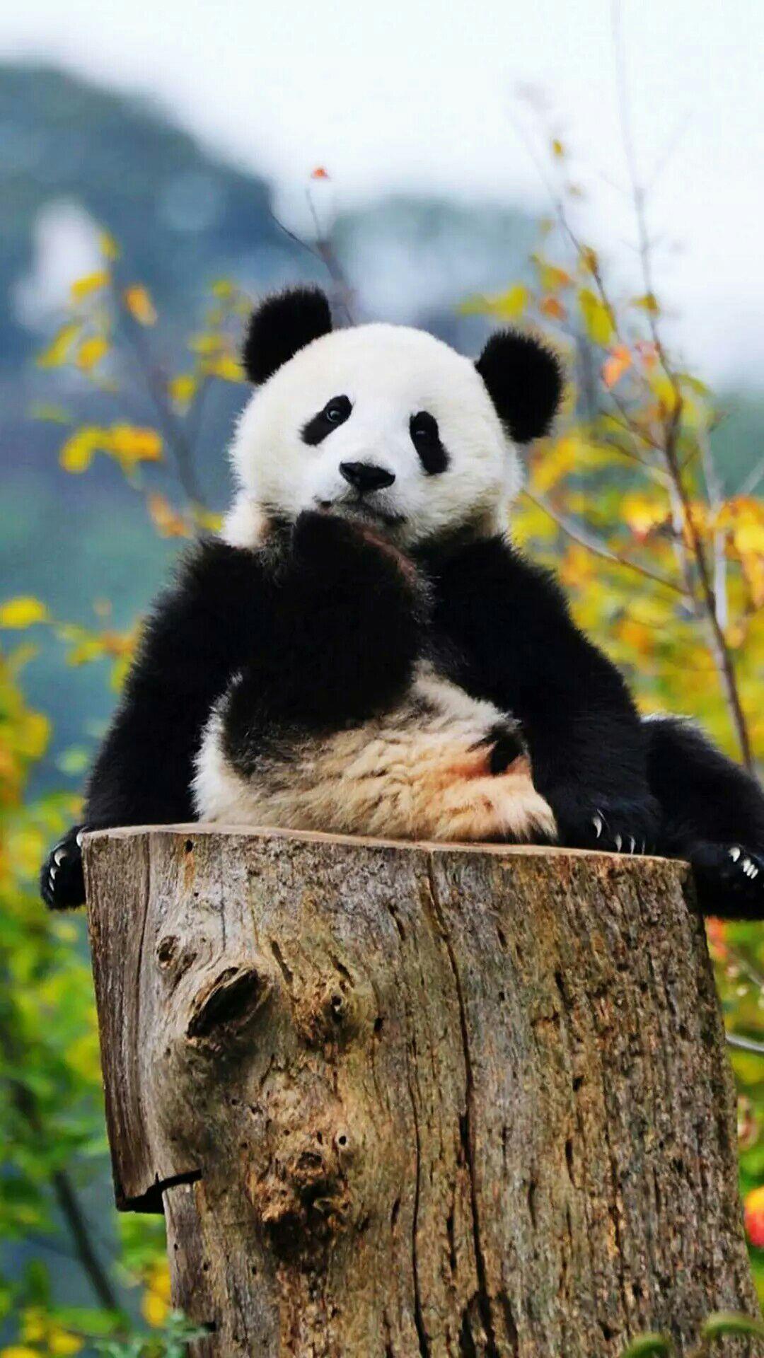 大熊猫摄影图__野生动物_生物世界_摄影图库_昵图网nipic.com