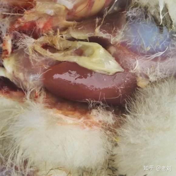 鹅副粘病毒病的症状是怎样的