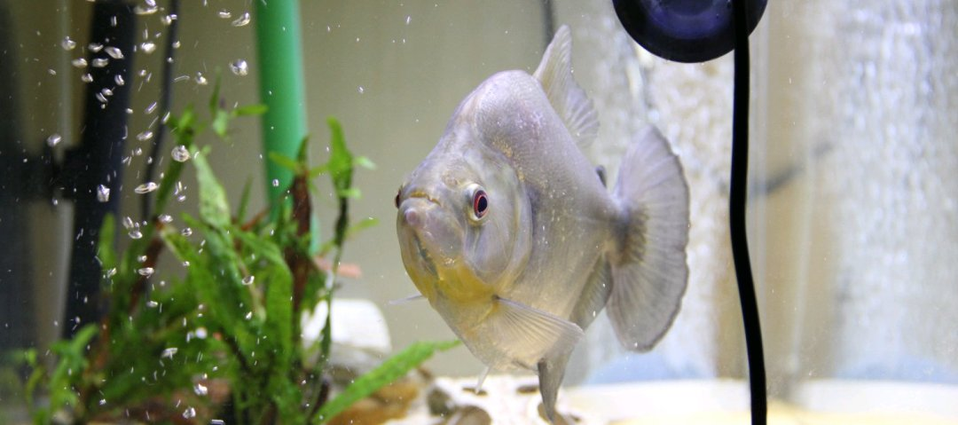 特点:生活在托坎廷斯河流域,高背水虎鱼的主要食物包括鱼,活食和死鱼