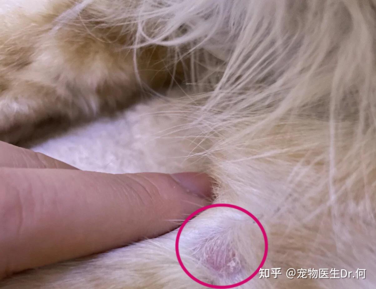 猫藓长什么样猫藓初期症状有哪些