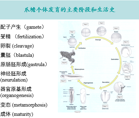 发育生物学期末复习 知乎