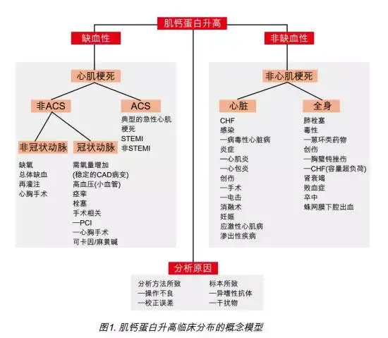 再談高敏肌鈣蛋白的臨床應用