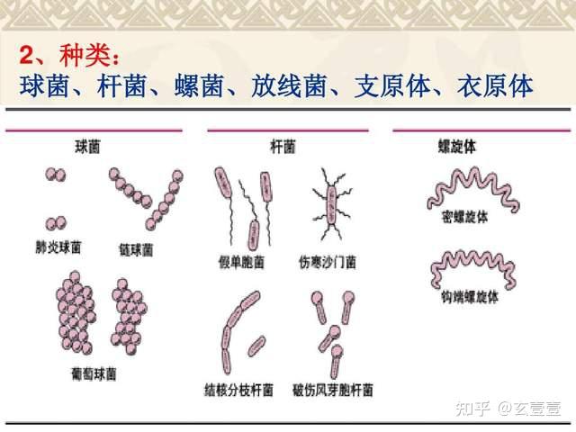 尸僵不全煤焦油,脾脏肿大像樱桃;炭疽杆菌爱吃草,七窍流血吓人跑;炭疽