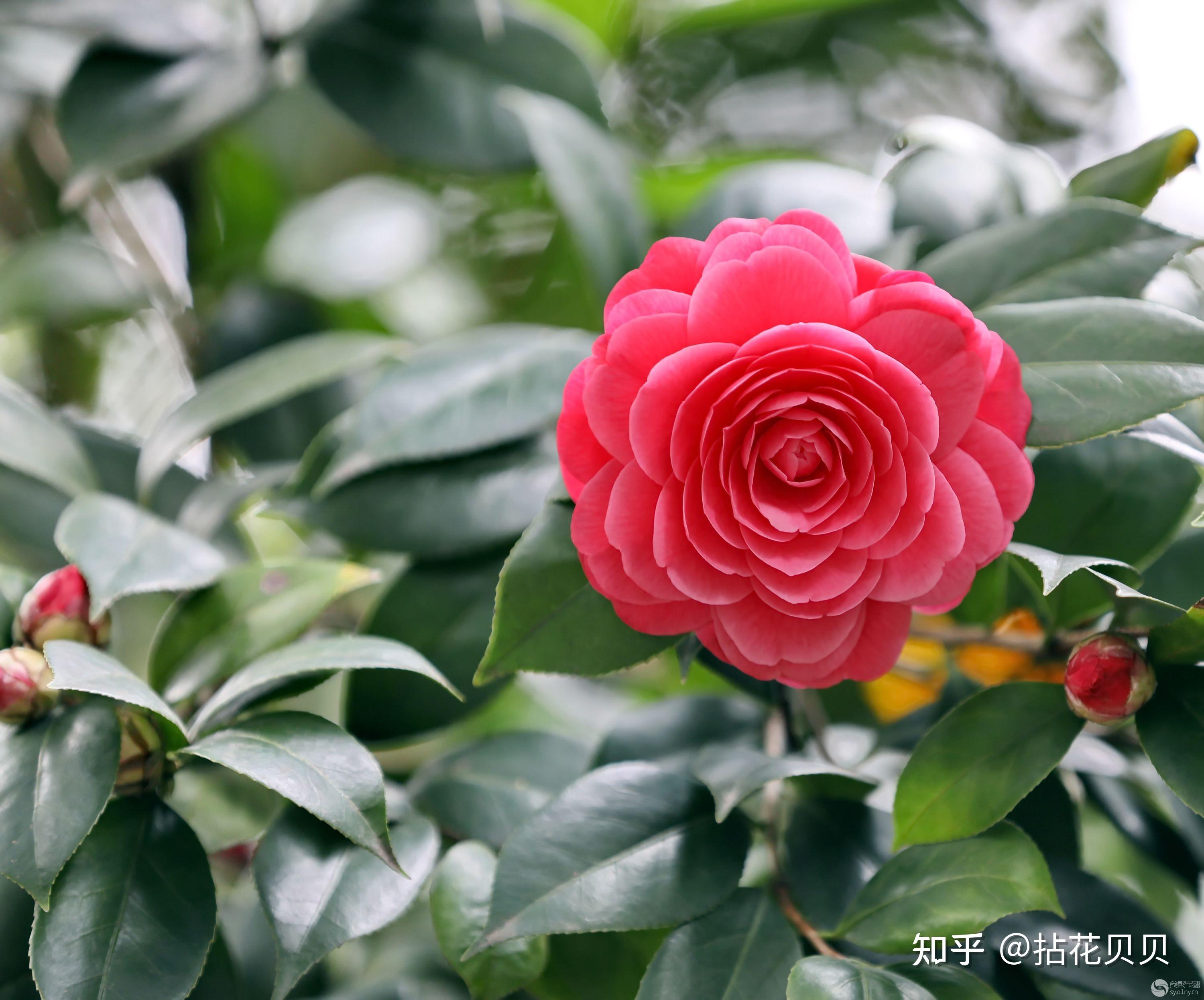 识花 | 中国国花里的文化 - 知乎