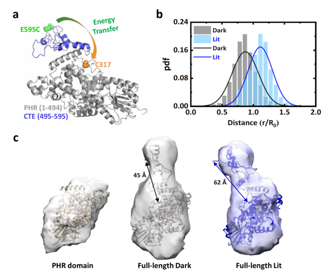 Commun Biol︱谭砚文刘海广团队合作揭示隐花色素的光响应构型变化及分子作用机制 知乎 4233