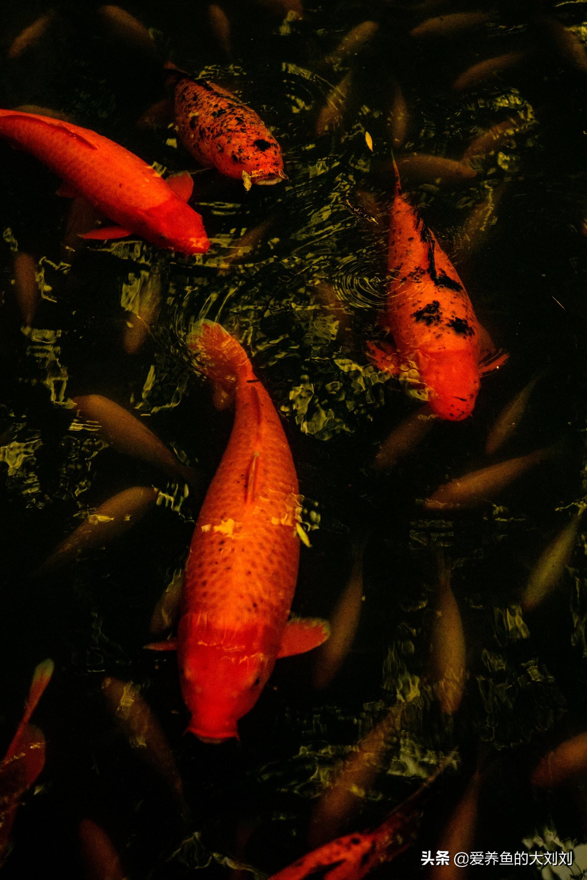 锦鲤多久喂一次(四个锦鲤鱼粮的认识误区)插图(3)