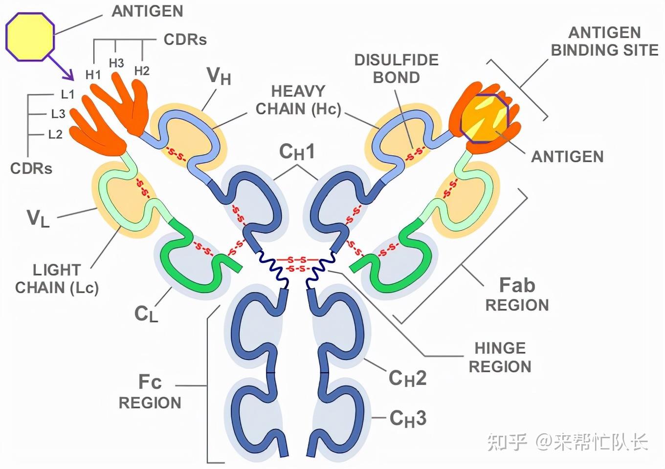 可治性罕见病瓜氨酸血症可分为什么类型应低蛋白饮食
