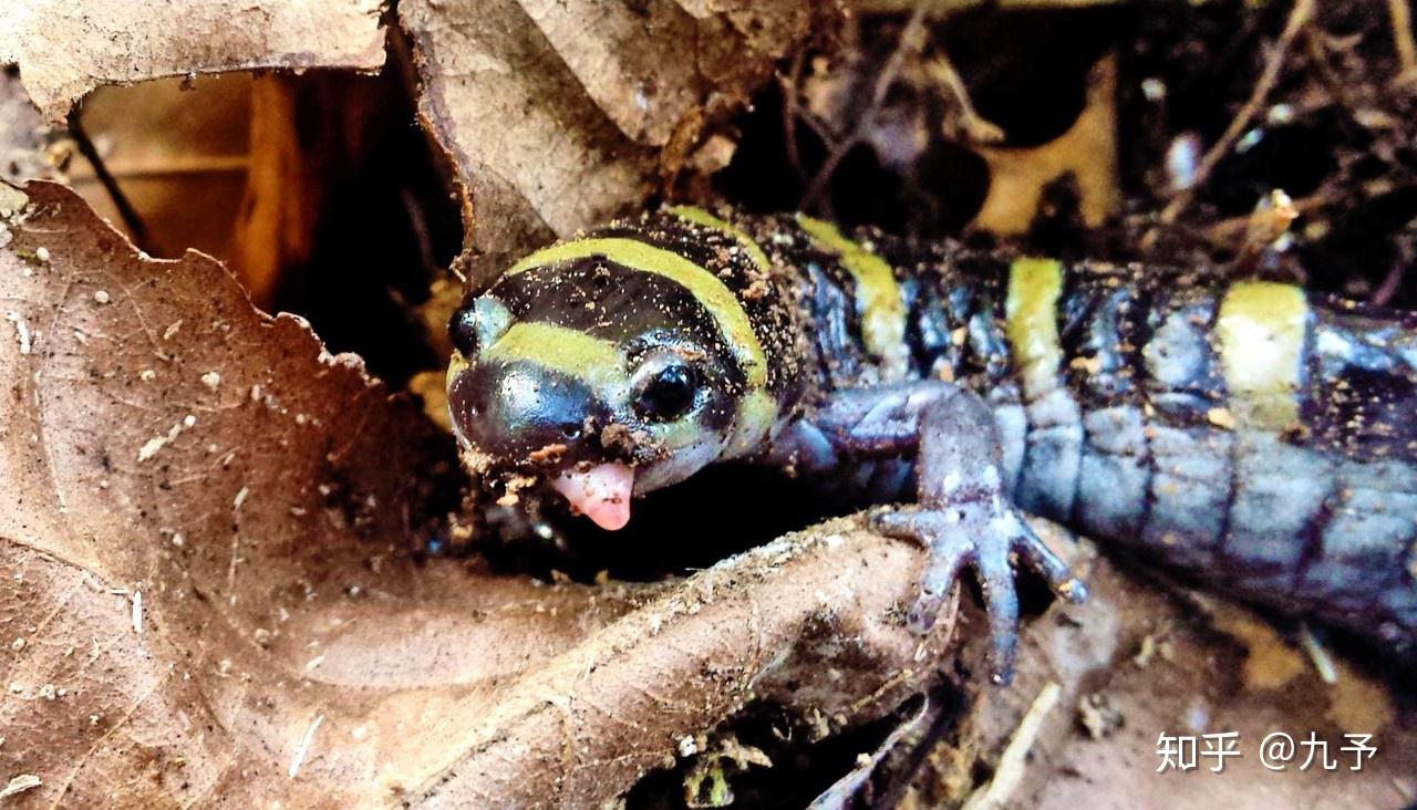 环纹蝾螈 :处在森林食物链的重要位置,不善交际的软萌"四脚蛇" - 知乎