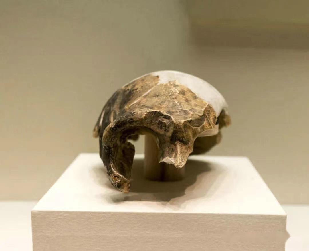 马坝人头骨九 长阳人长阳人的化石是1956年在湖北省长阳县发现的.