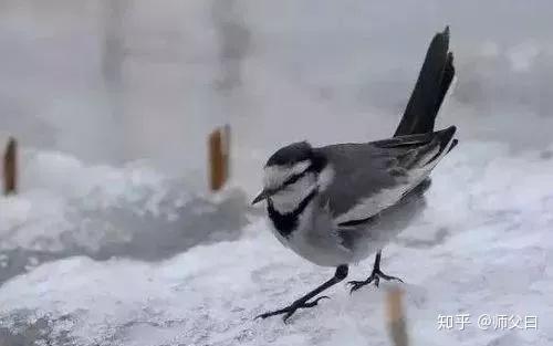 什么时候动物开始冬眠 v2-d4e00033b25c622ff791dfb245caa0dd_r.jpg