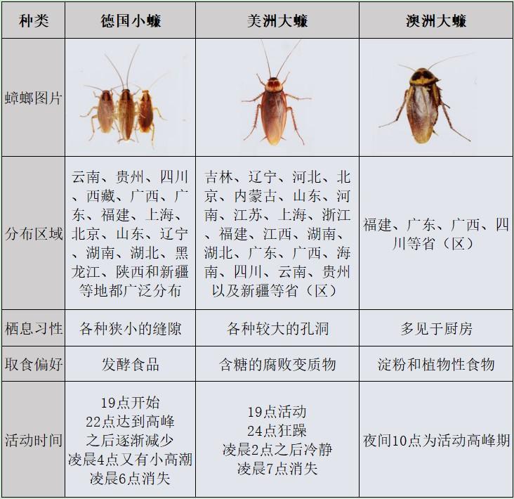 家里常见的虫子 名字图片