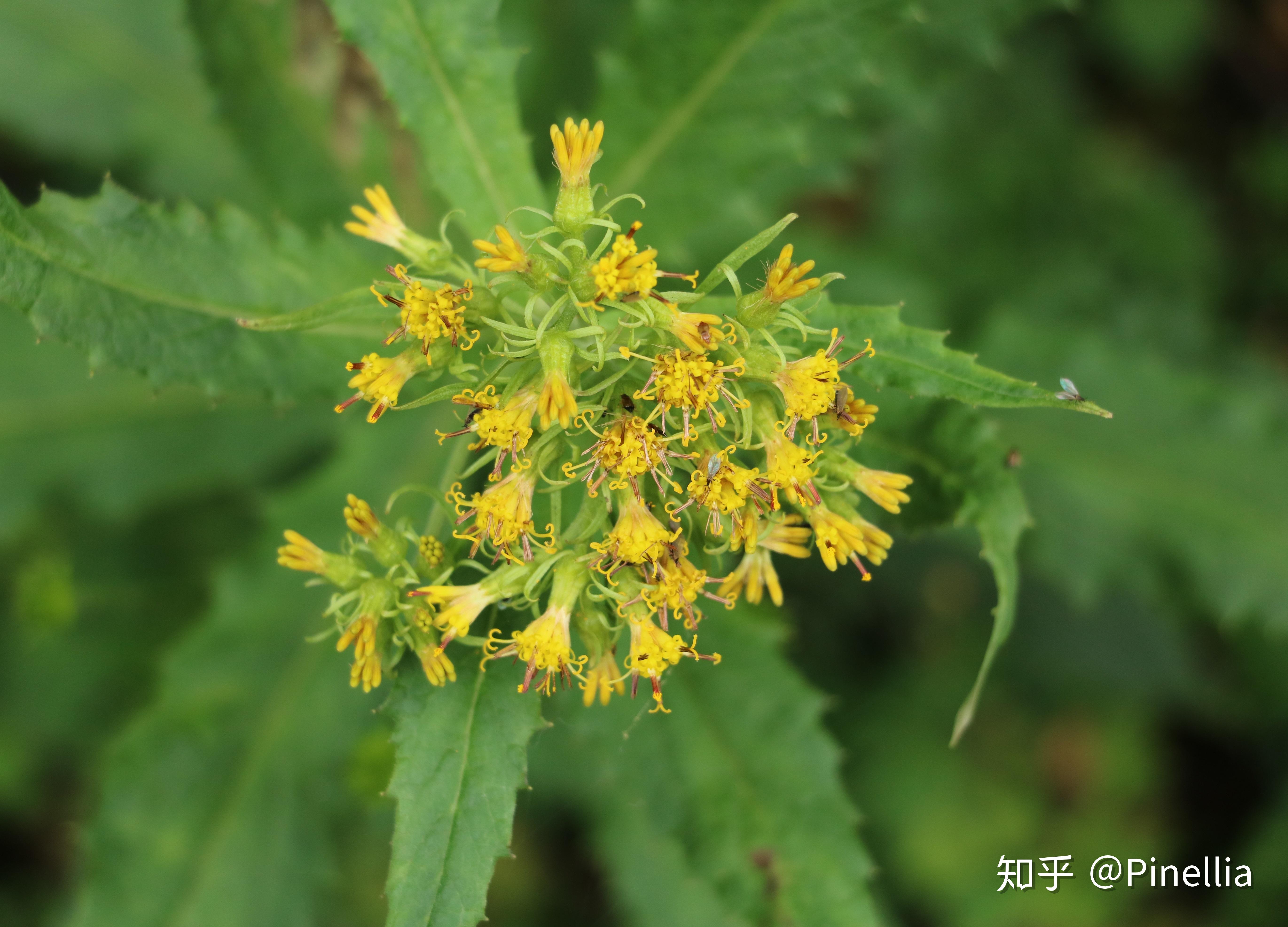 尼泊爾香青(anaphalis nepalensis),菊科香青屬34.