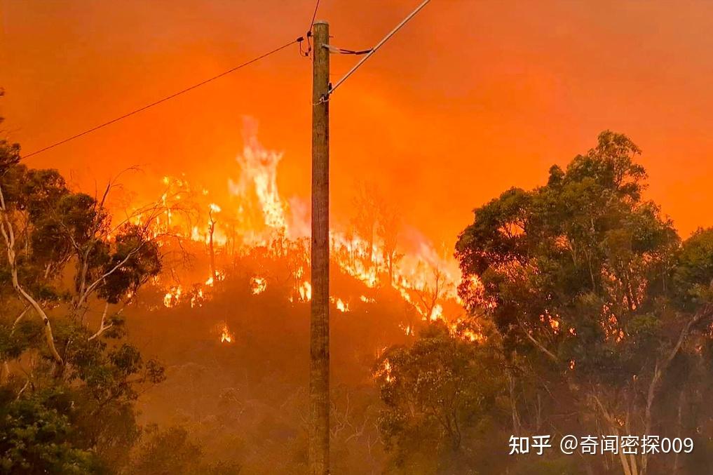 澳洲遇40年來最嚴重鼠災數萬億噸糧食滯銷美國卻在背後插刀