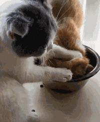 橘猫欠招儿信不信我一屁股坐死你