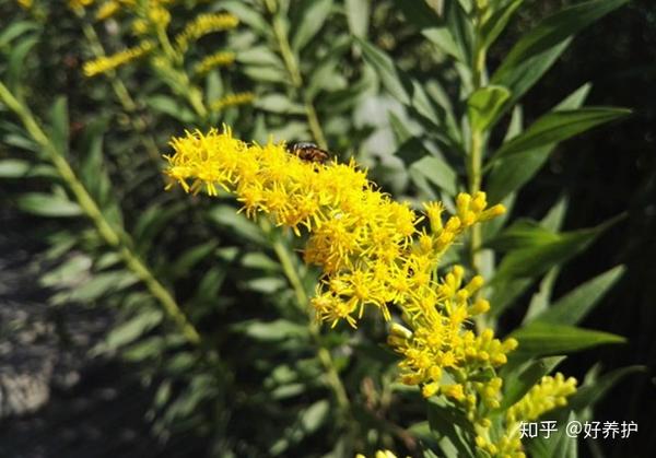 野外的一枝黃花竟是入侵物種