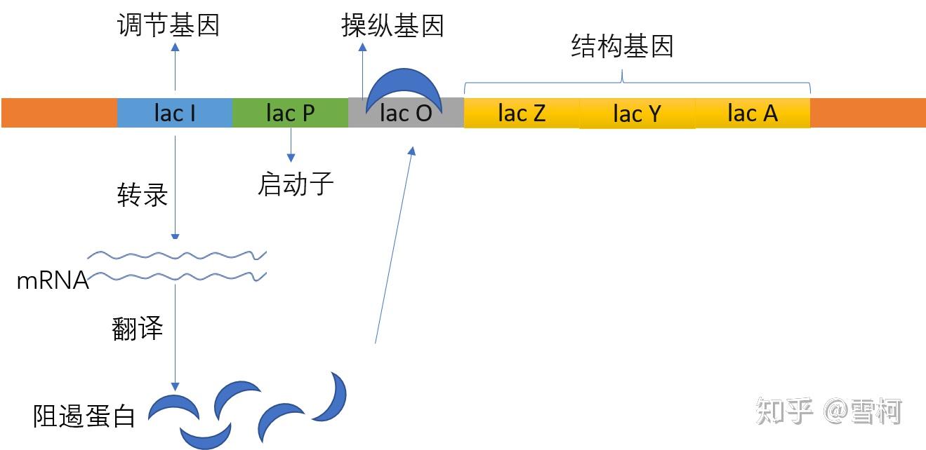 不能结合到操纵基因上,使rna聚合酶能正常催化转录操纵子上的结构基因