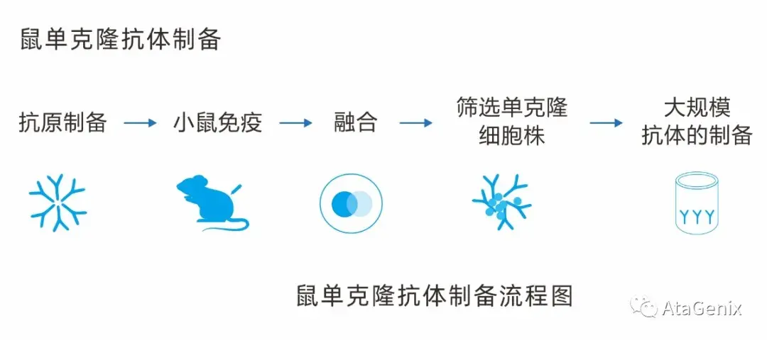普健技术单克隆抗体制备及测序服务