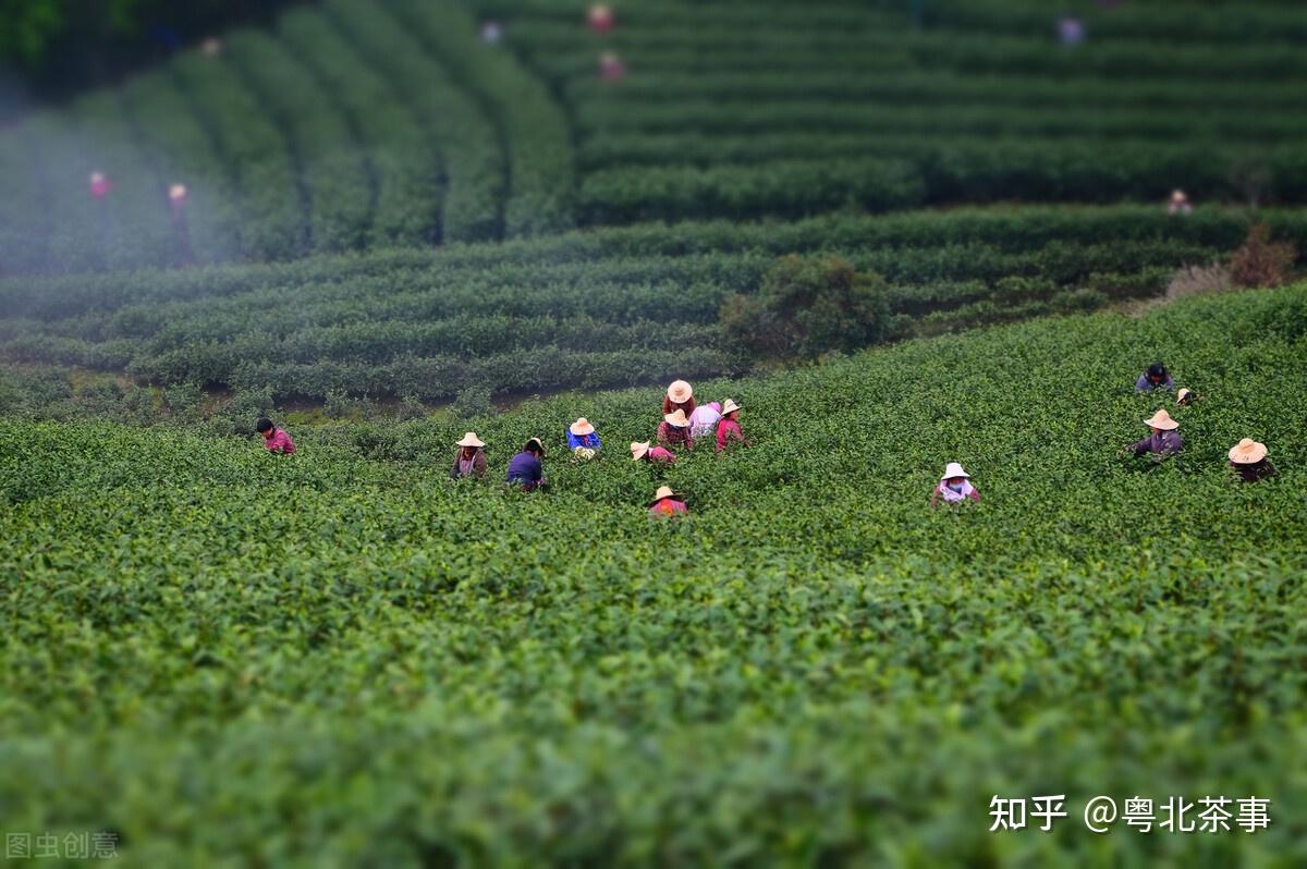粤北茶事分享广东茶园绿色青山茶香飘香的粤北绿茶满茶山