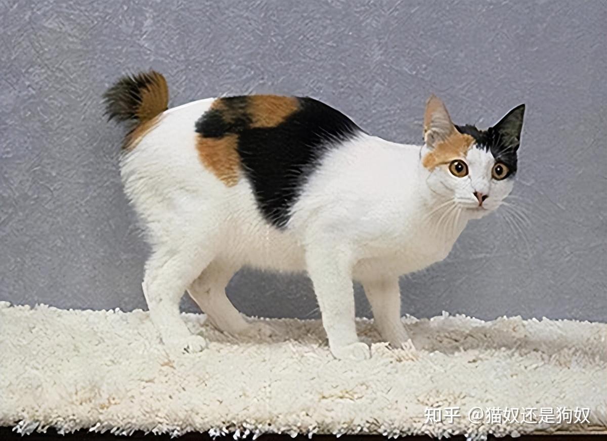 猫界智商排行榜最聪明的6种猫每只都是聪明喵