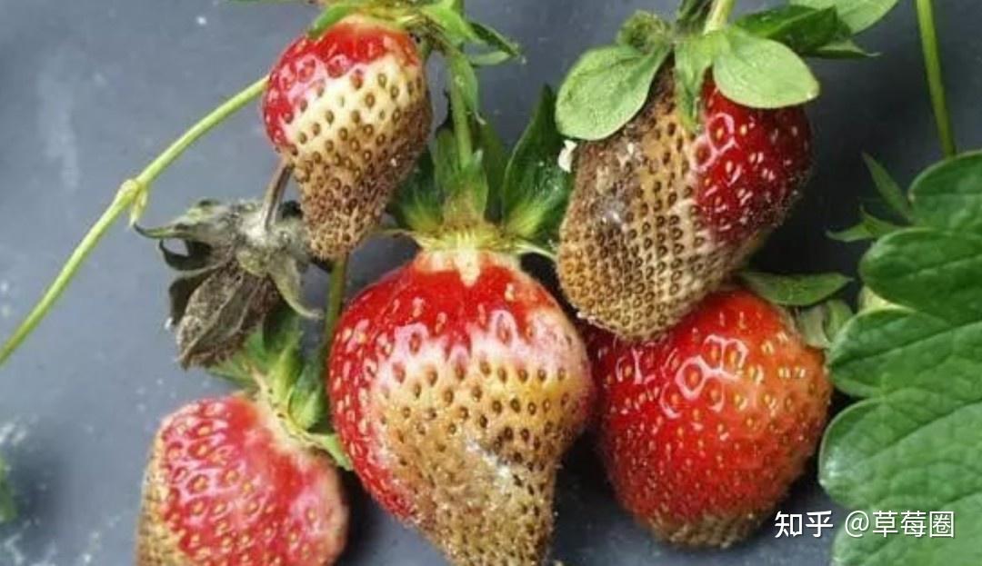 草莓冬季护航防冻效果显著