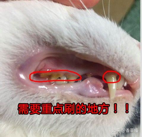 猫牙刷如何选择,给猫刷牙有何技巧? - 知乎