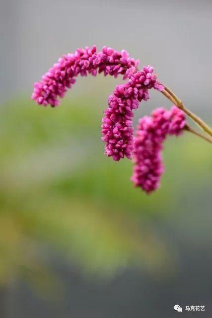 《郑风·山有扶苏》游龙花语:清白,坚贞,纯洁,信仰,忠贞和爱情.