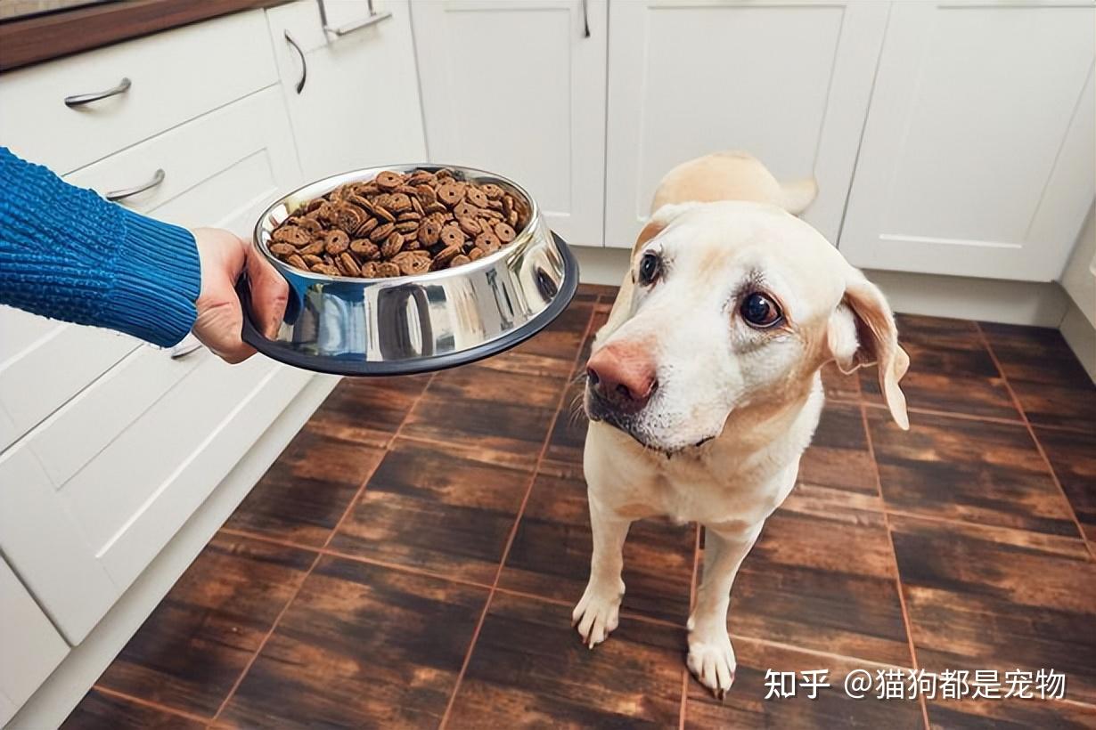 一, 给狗狗吃狗粮有什么好处?