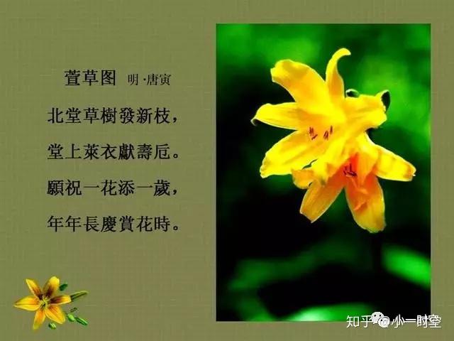 母亲花 灿灿萱草花 罗生北堂下