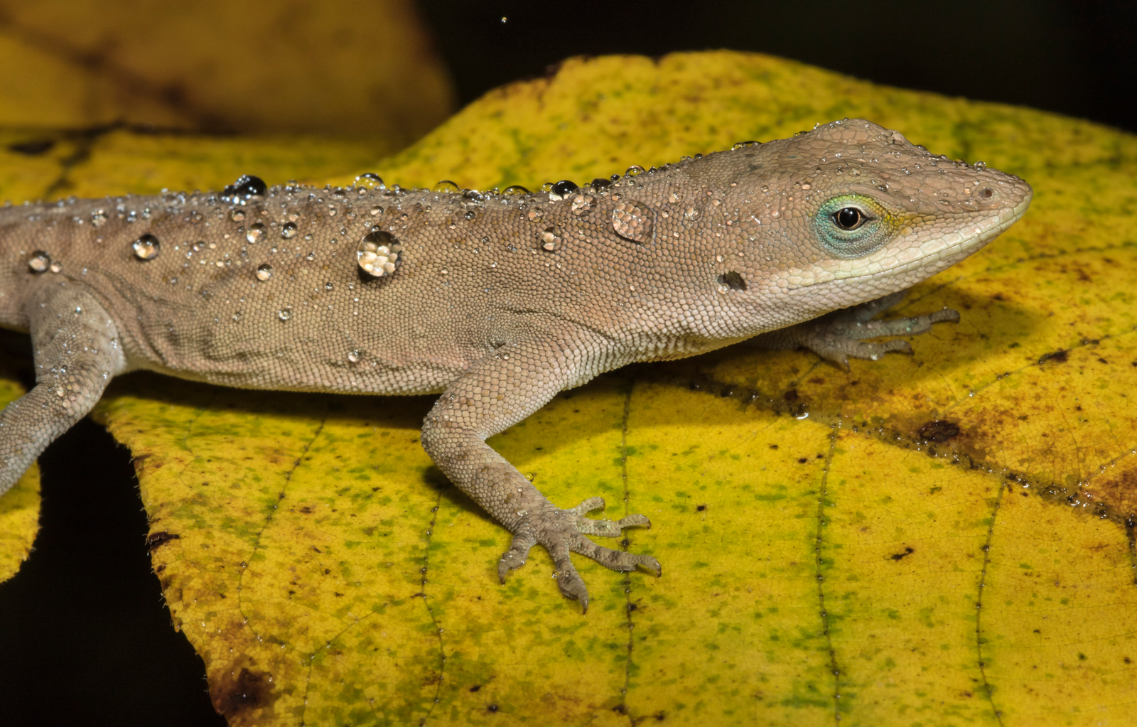 动物篇47爬行纲蜥蜴亚目上