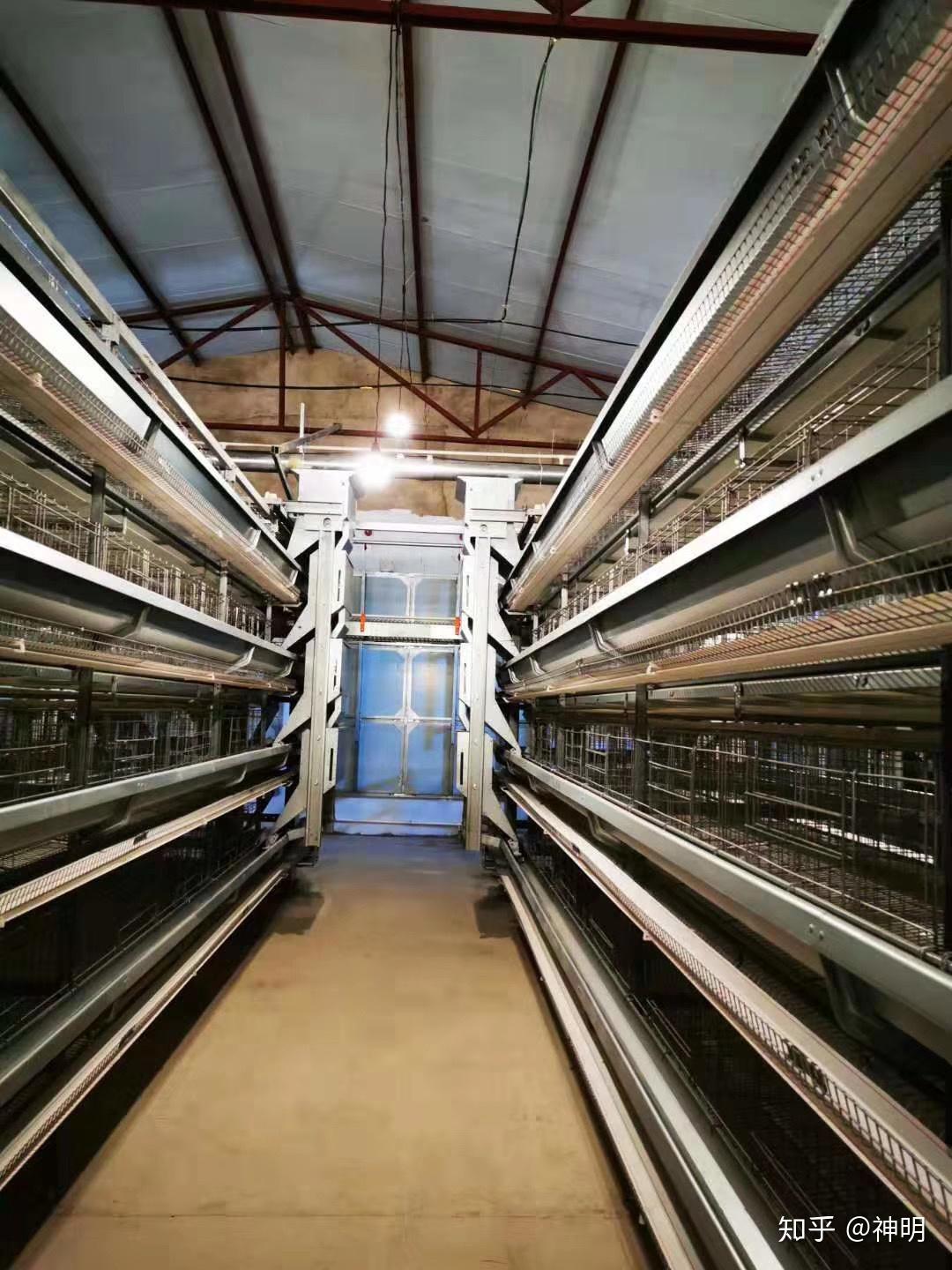 养鸡全自动化养殖设备 - 知乎