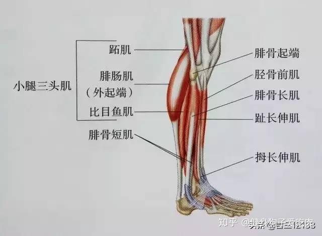 怎么拉伸小腿和大腿 v2-d53629b69a6e6e9df83ba7d89108e915_r.jpg
