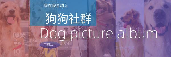 狗狗领养公众号_龙华狗狗领养微信群_龙华宠物领养