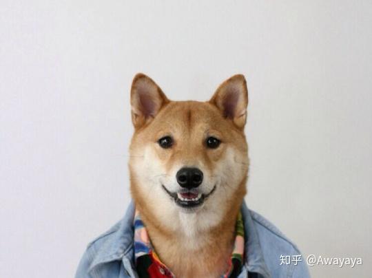 设计灵感合集 拟人化创意合成小动物 治愈可爱风插画作品 知乎