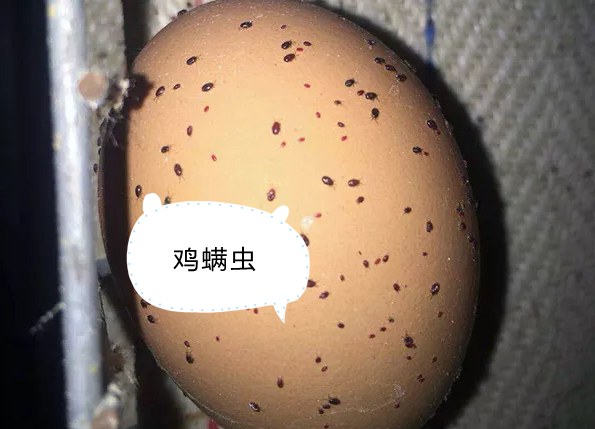 虫见愁丨鸡舍吸血怪螨虫,鸡只消瘦产蛋率下降传播疾病这么办