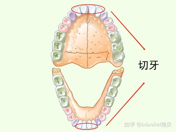 小个子作用大,一文教你认识每颗牙齿! - 知乎