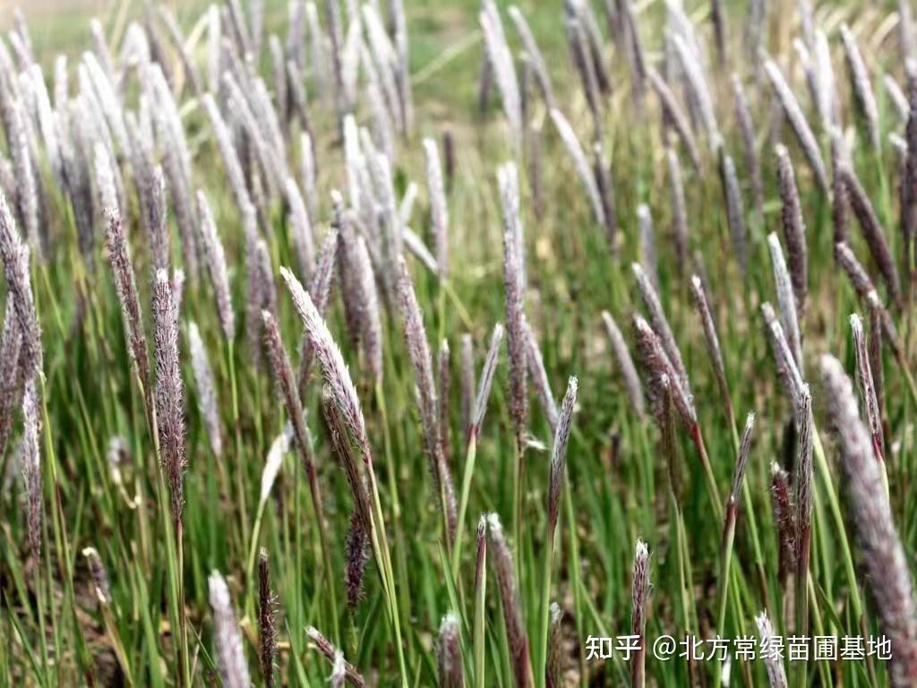 白茅基地：白茅的观赏特点 - 知乎