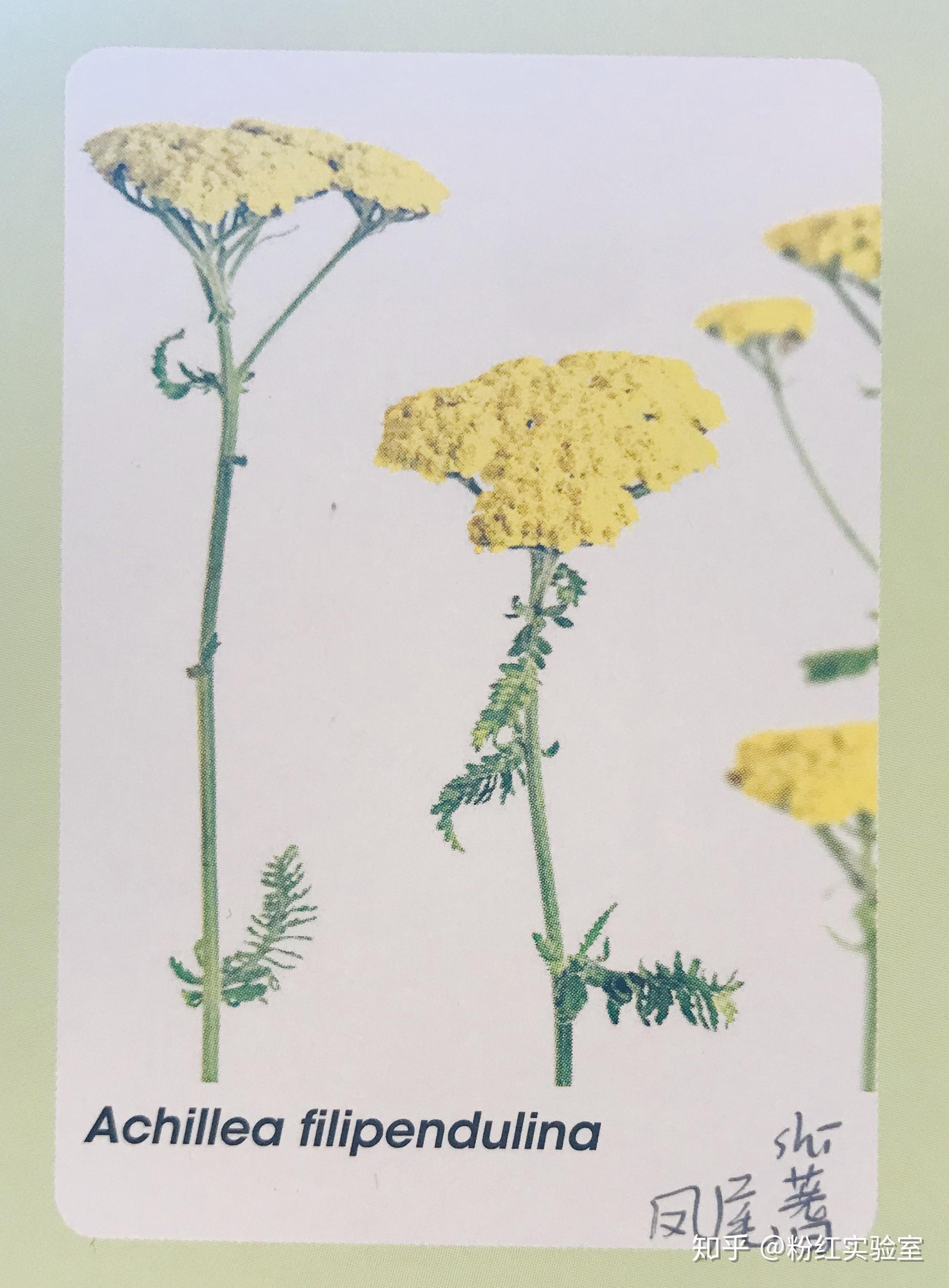 凤尾蓍achillea filipendulina