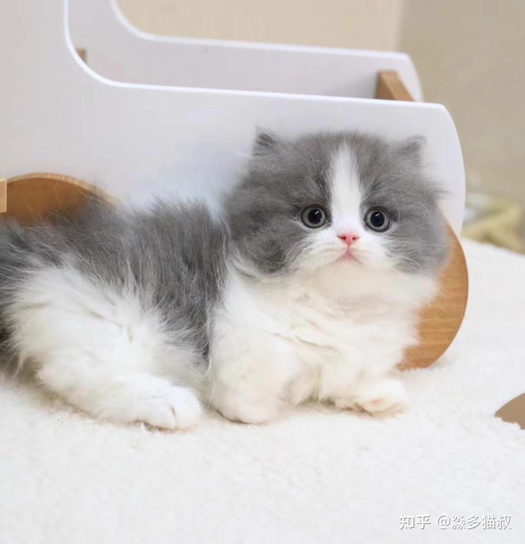 猫中毒 常見十種引起貓咪中毒的東西10 common things at home that can