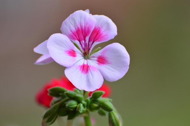 花色白花紅眼,花型單瓣,菲舍白飛濺清麗可人,花多勤開.